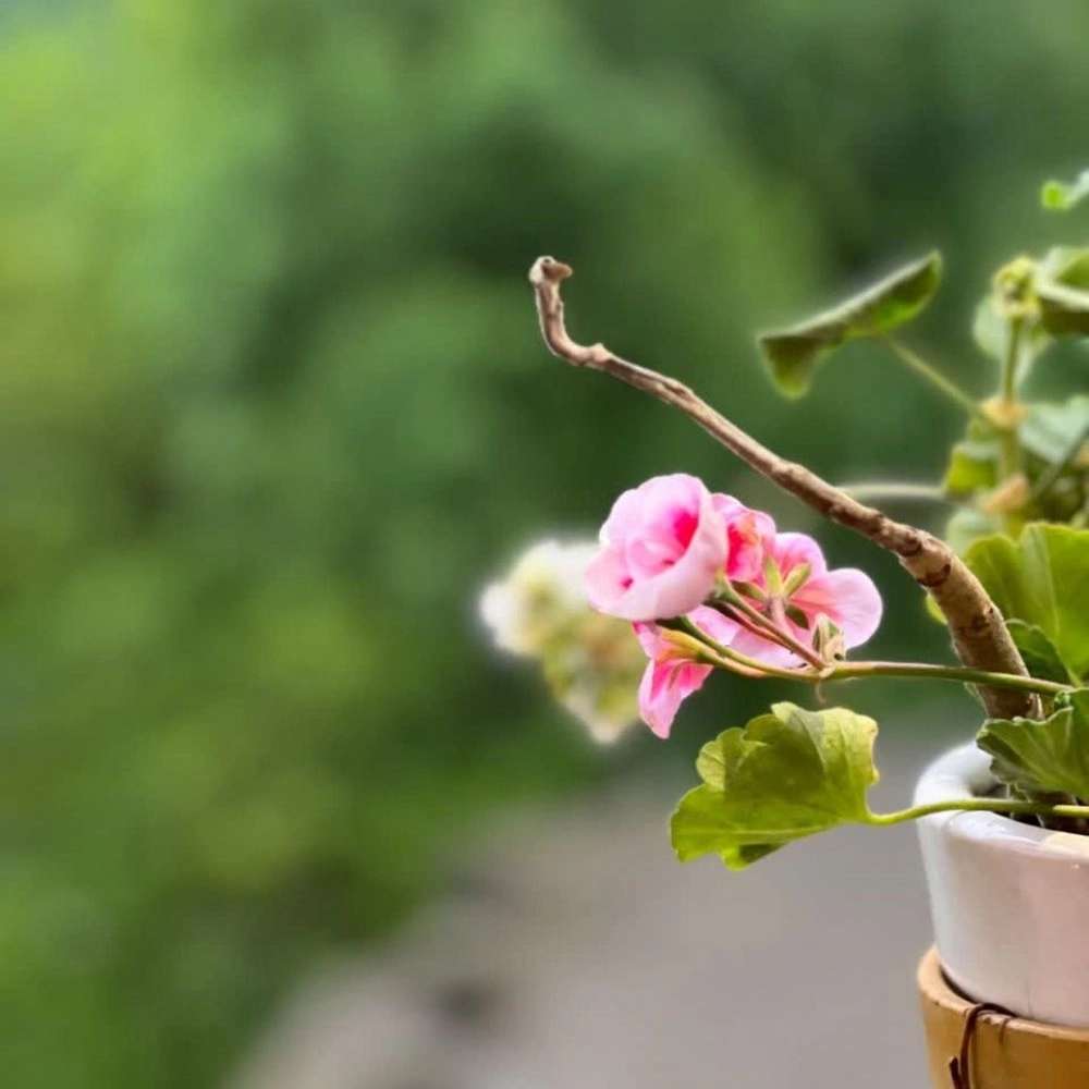 اقامتگاه بوم گردی ماسوله