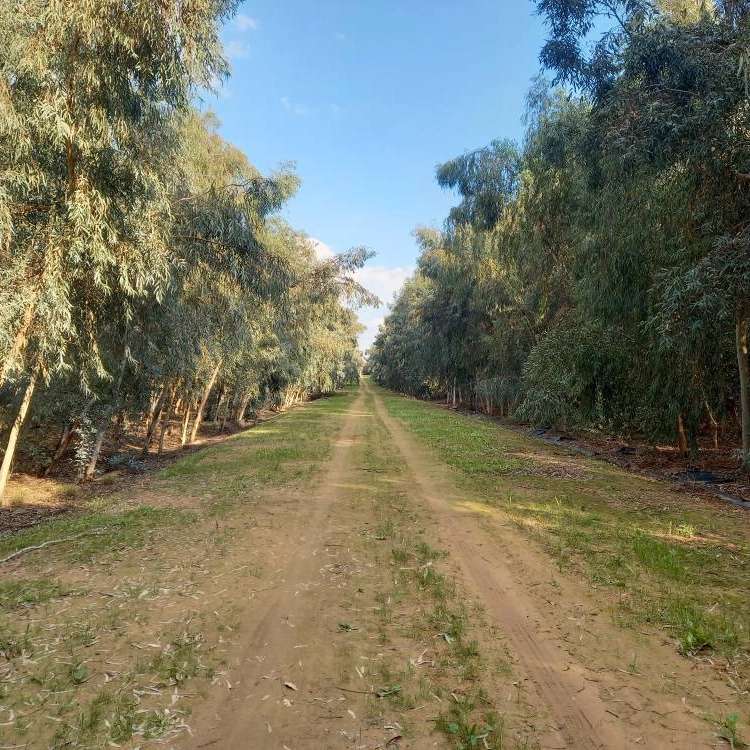 عرق گیاهی