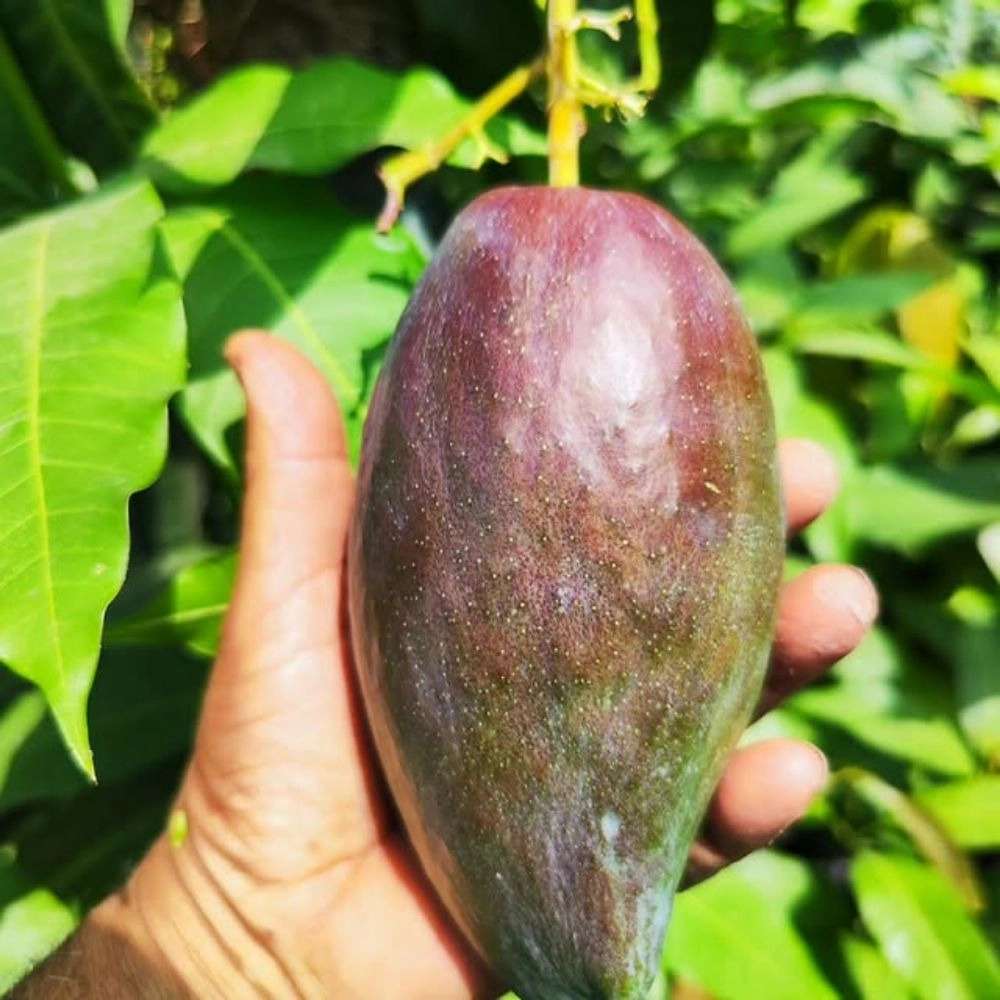 خرید نهال انبه
