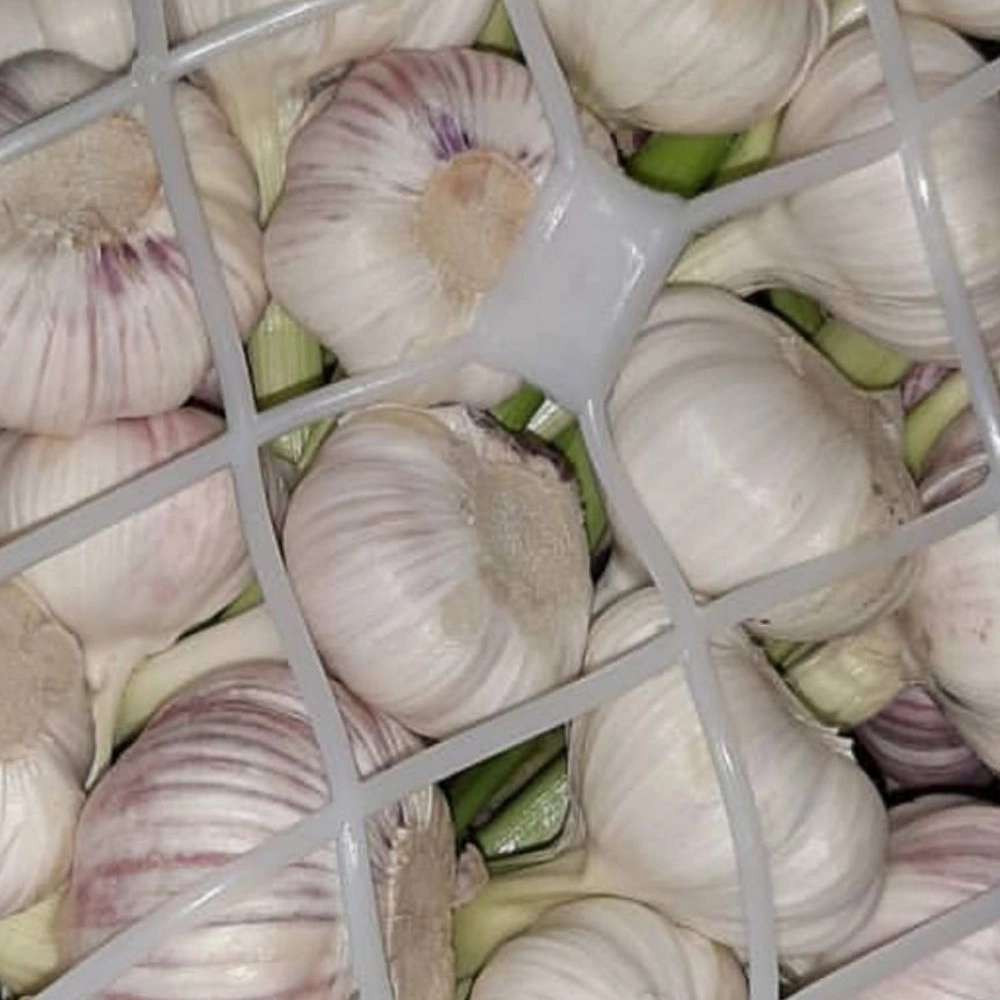 سیر سورت شده عمده