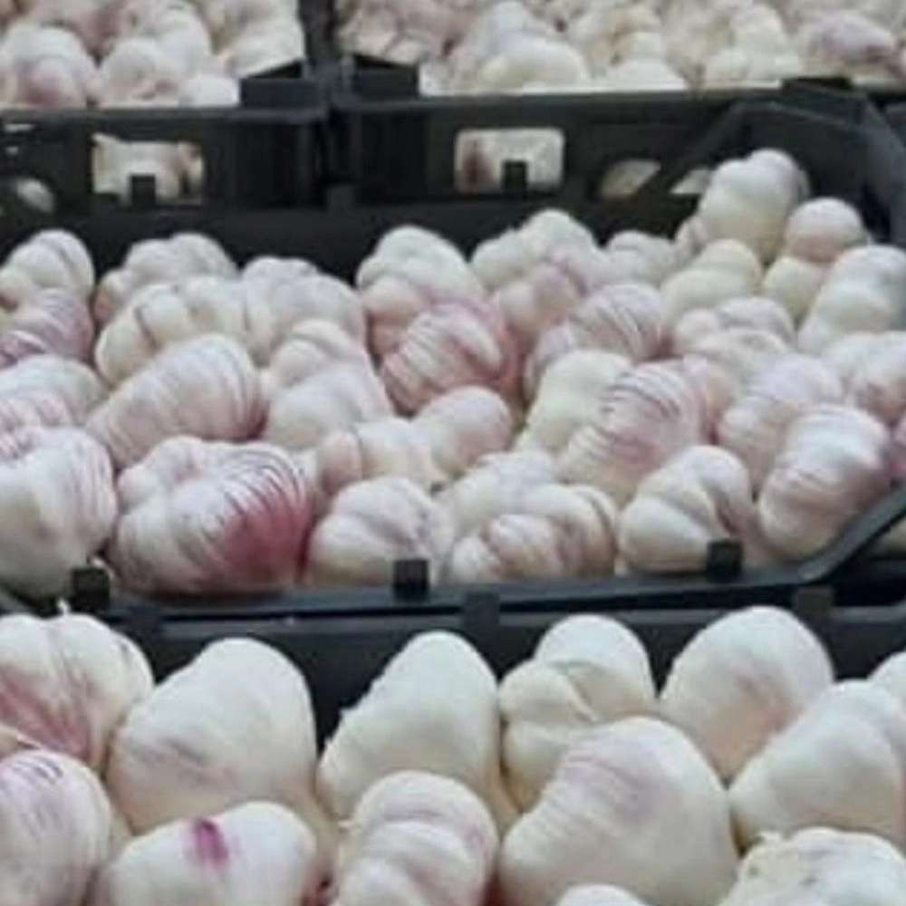 سیر صادراتی با ماندگاری بالا