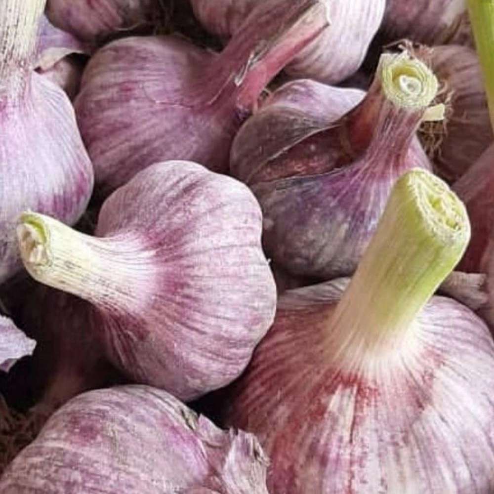 صادرات سیر ایرانی