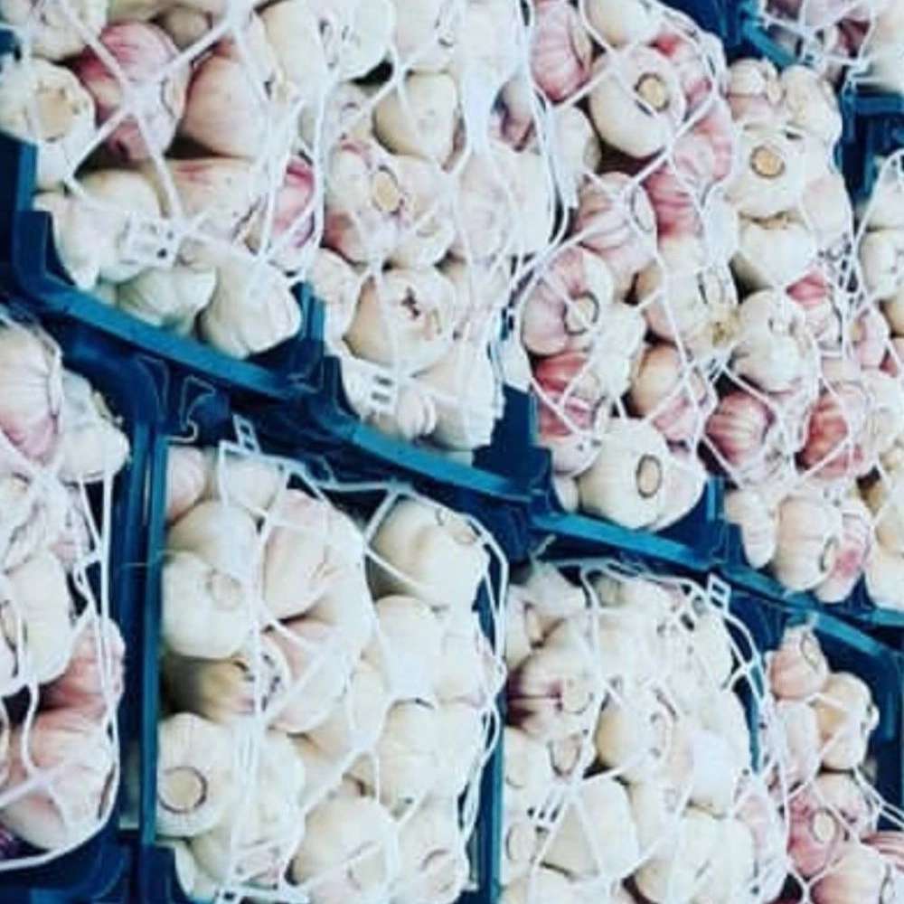 بسته‌بندی سیر مطابق استانداردهای صادراتی