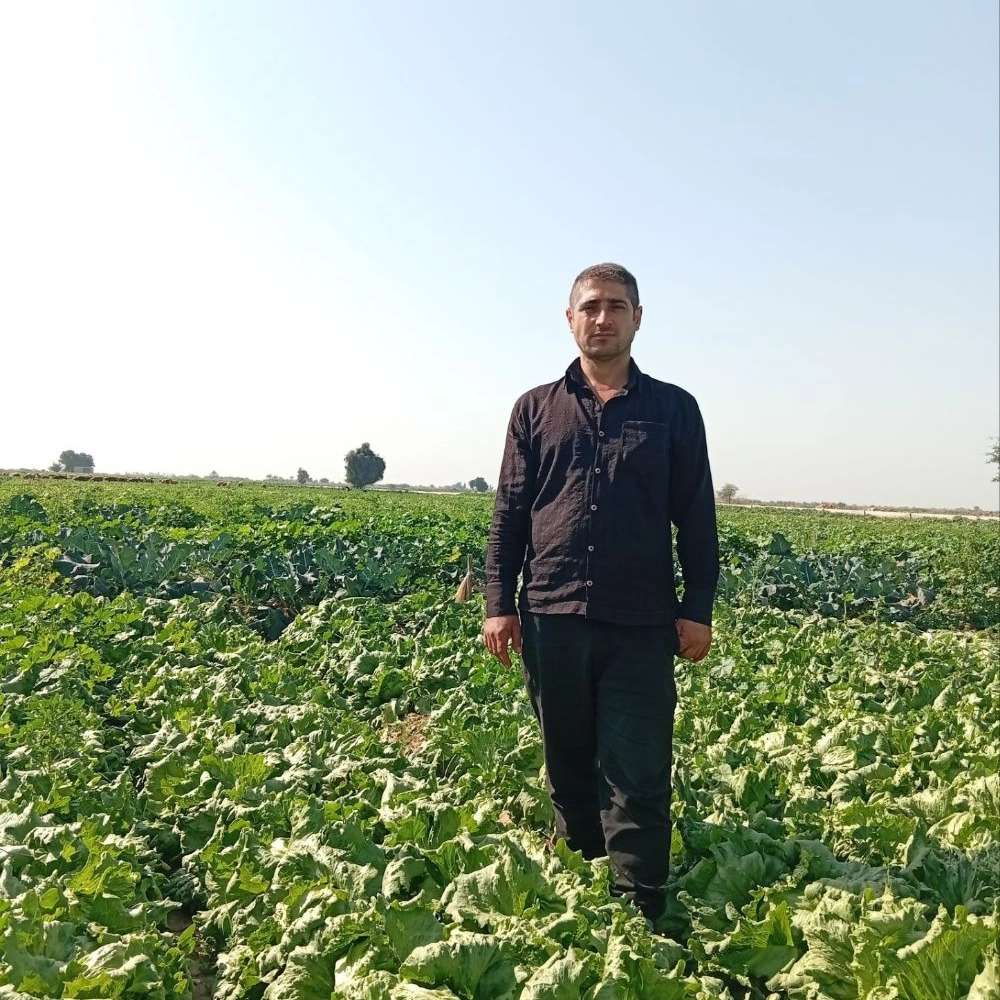 برداشت کاهو ایسبرگ