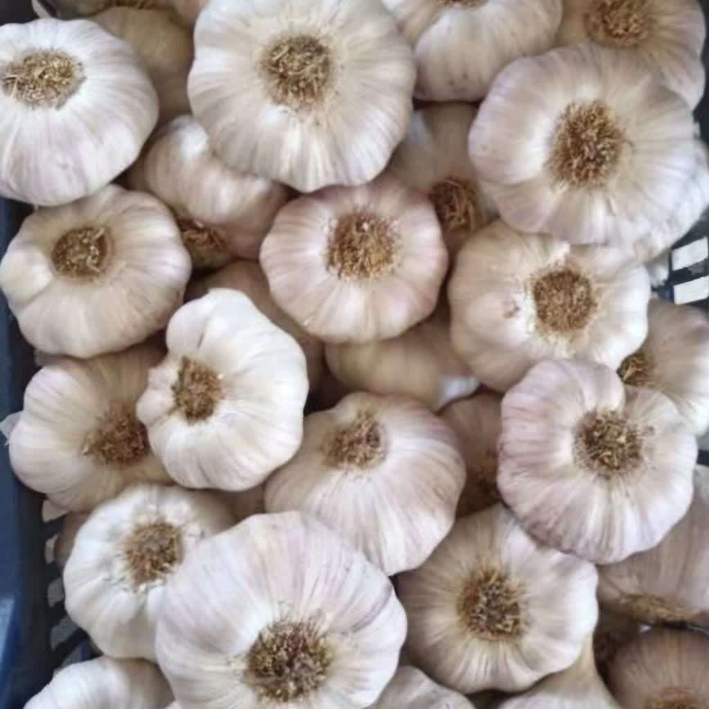 تولید سیر