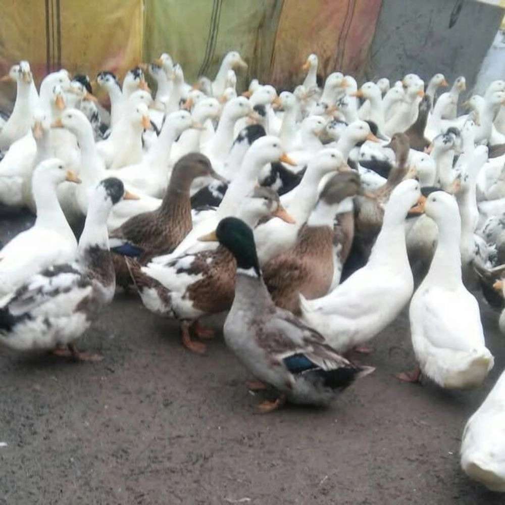 پرورش اردک گوشتی در مازندران