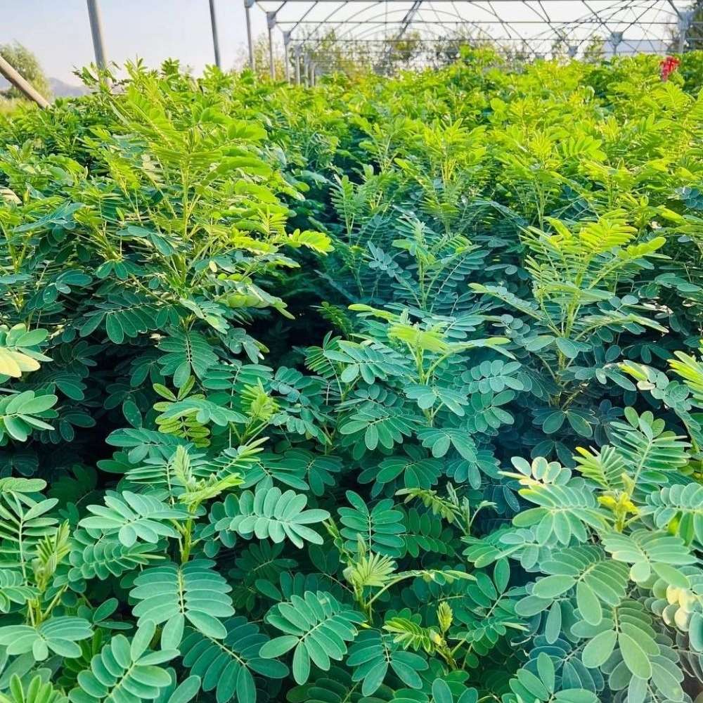 نهال گل کاسیا
