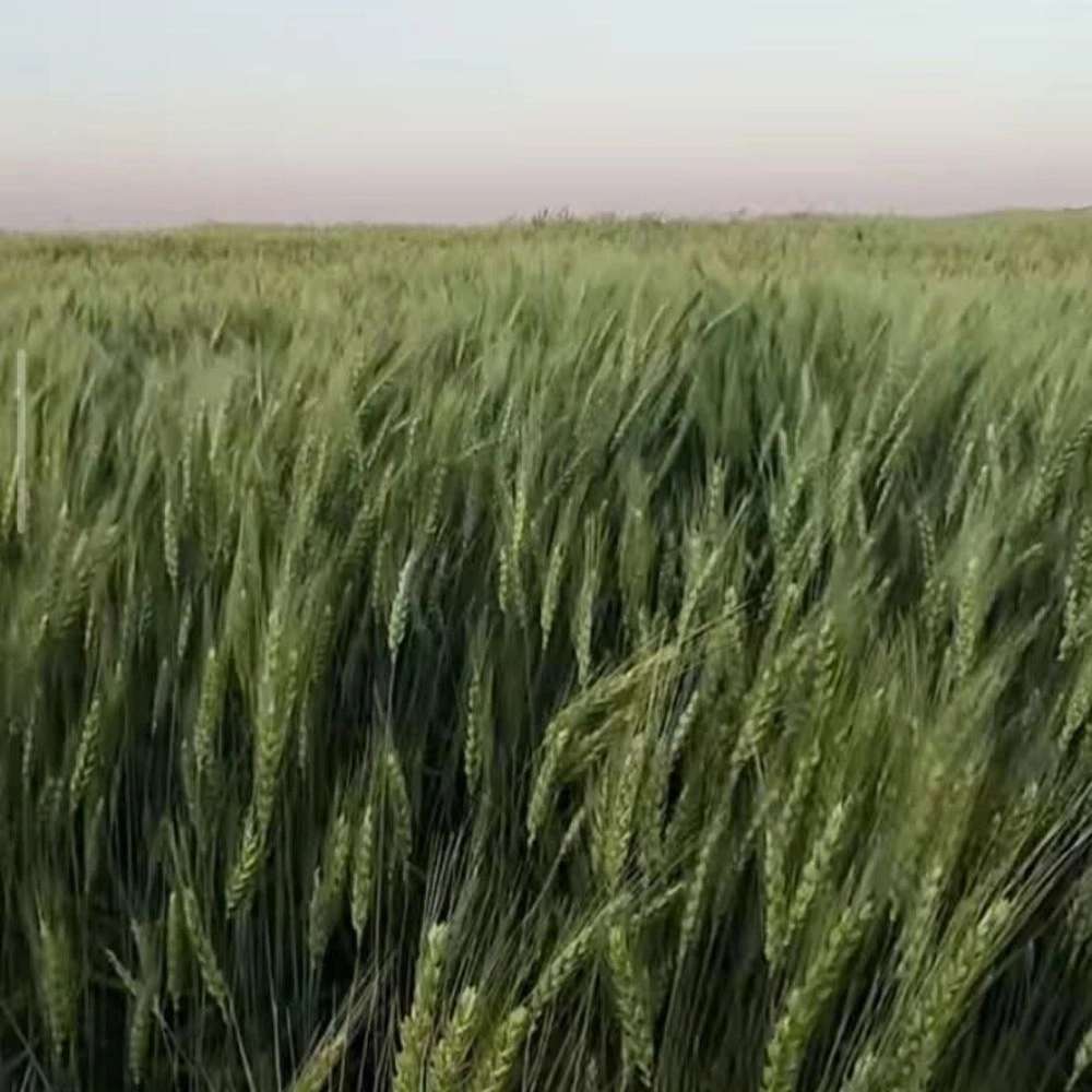 فروش نهاده کشاورزی در کردستان