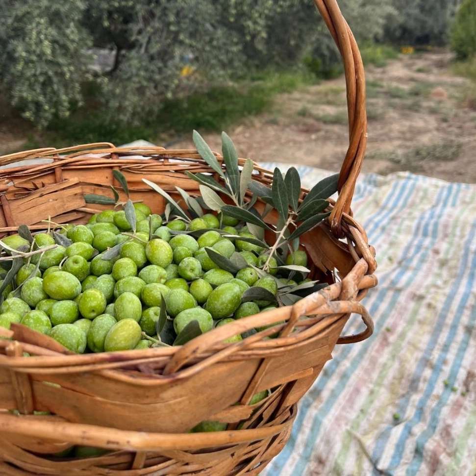 خرید زیتون در طارم