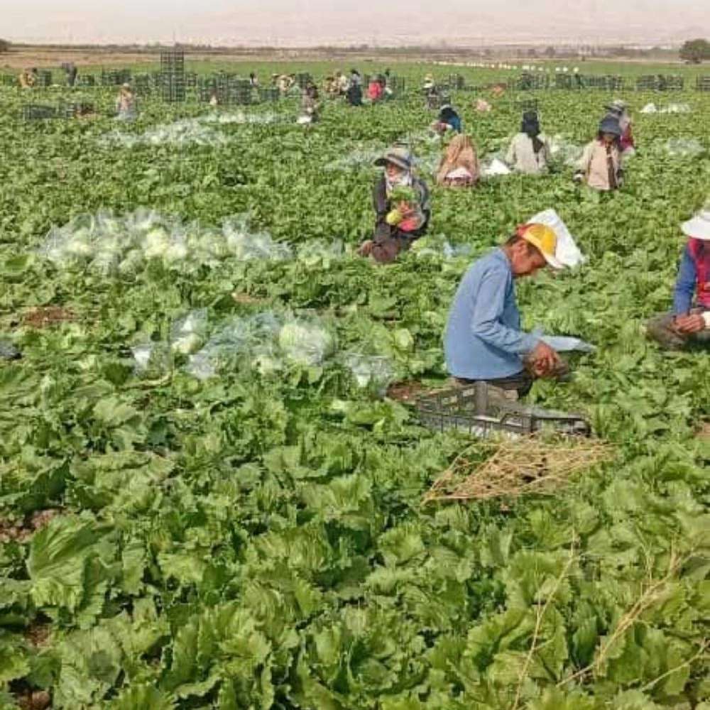 برداشت کاهو