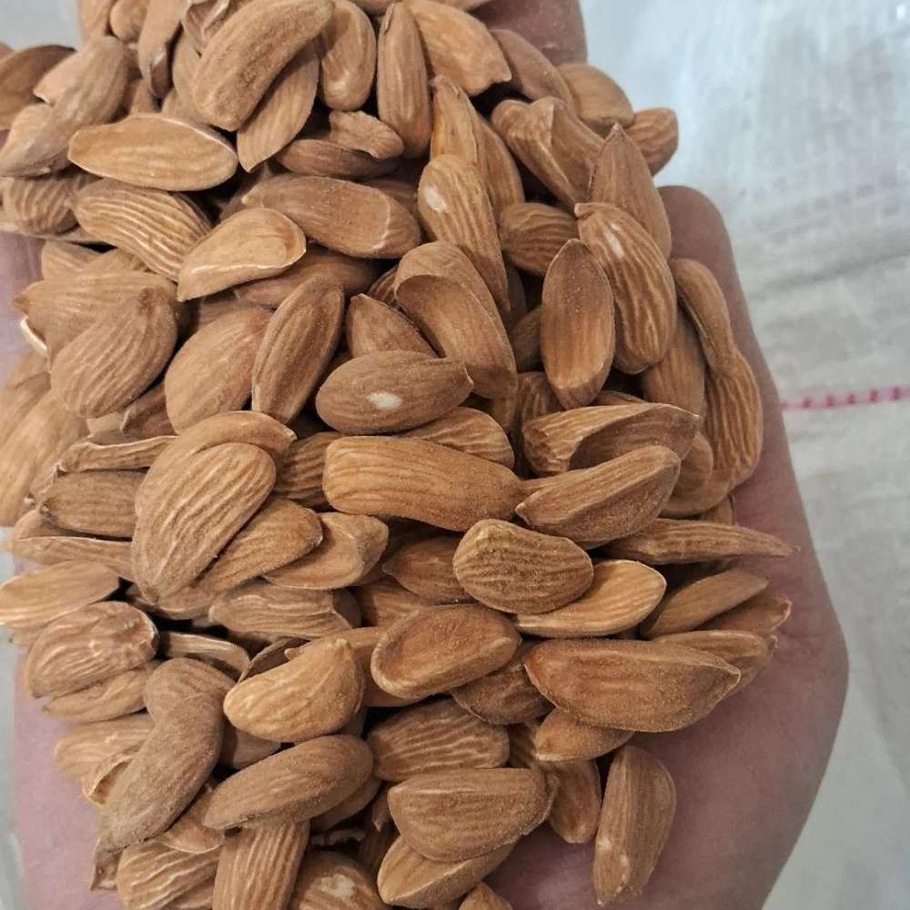 پخش عمده بادام