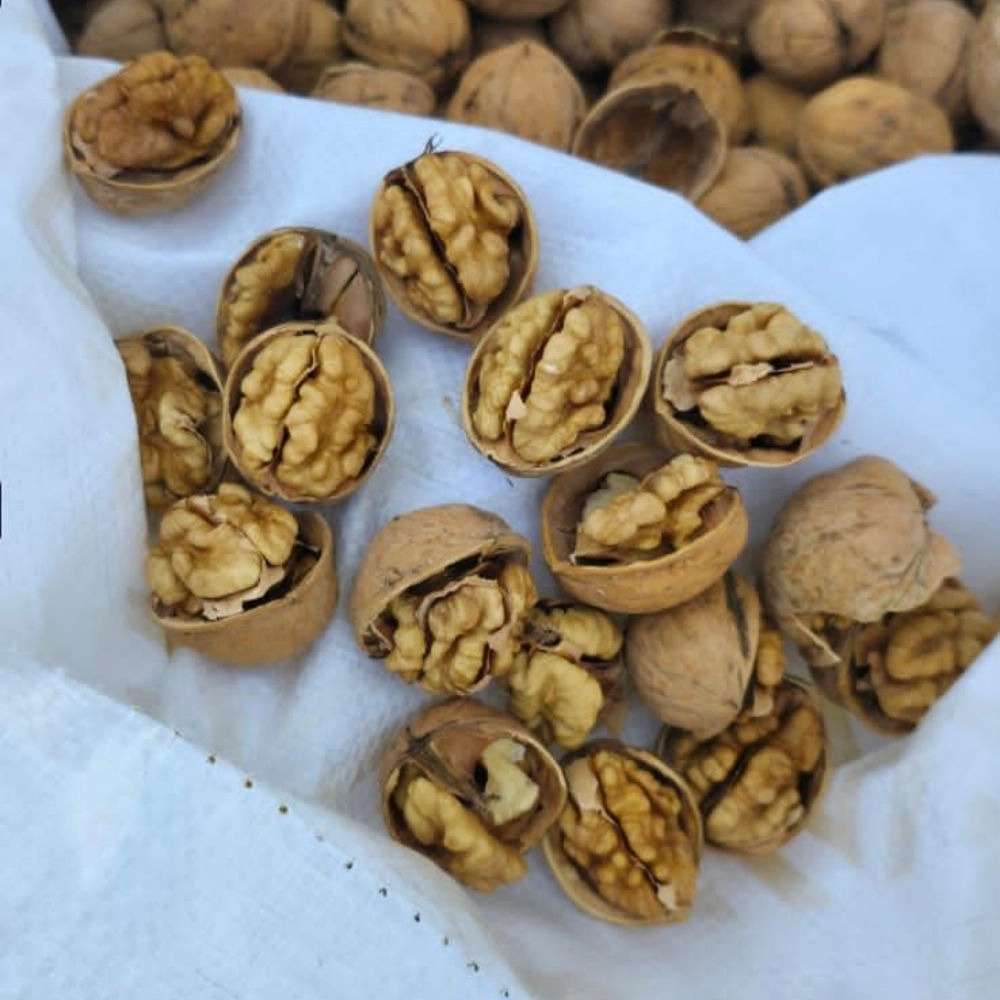فروش عمده گردو