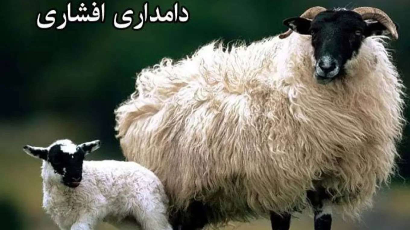 دامداری افشاری