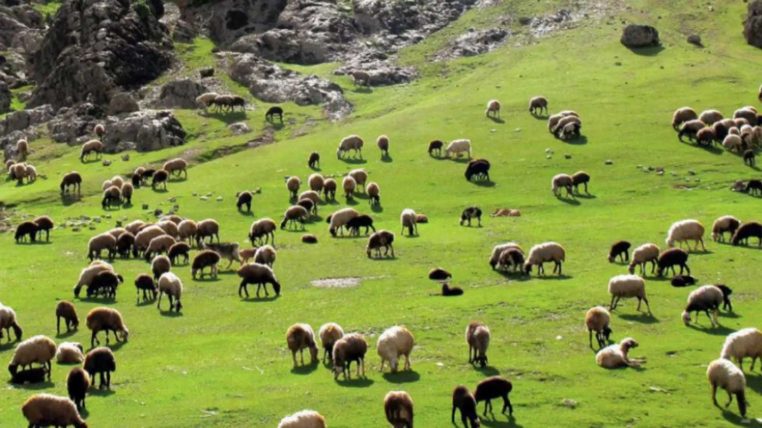 دامداری افشاری