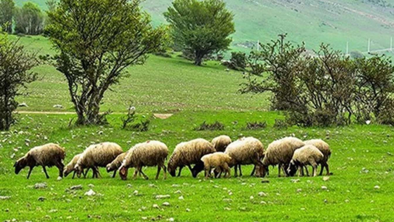 دامداری افشاری