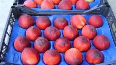 تولیدی شانه میوه وکیوم رنجبر