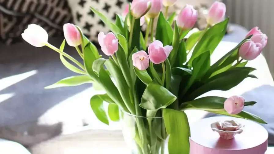 گل فروشی آفتاب گردان