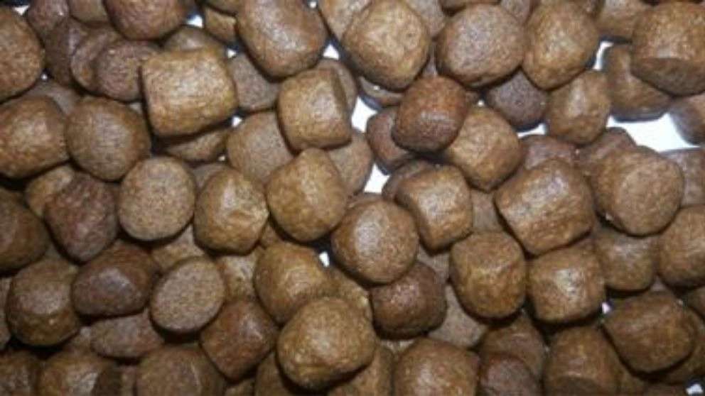 غذای ماهی کپور و قزل آلا رجایی