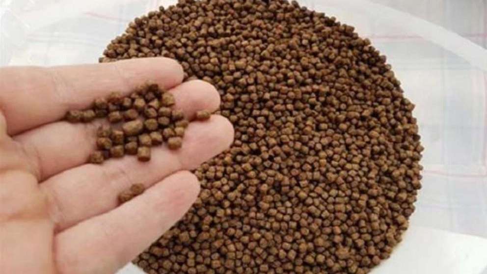 غذای ماهی کپور و قزل آلا رجایی