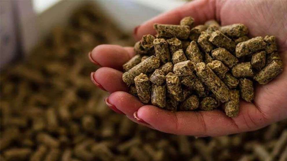 غذای ماهی کپور و قزل آلا رجایی