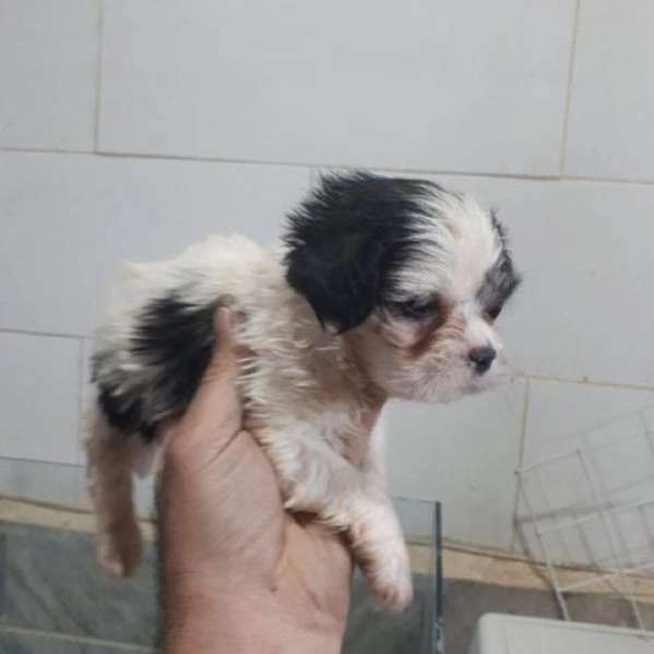 1699768317811.webp