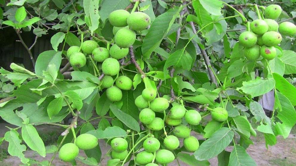 نگین نهال