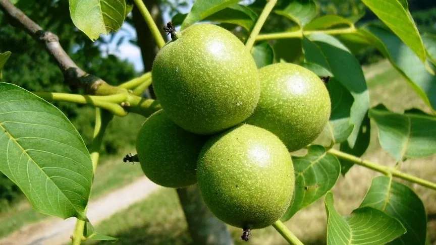 نهالستان و انگورستان رویان تاک
