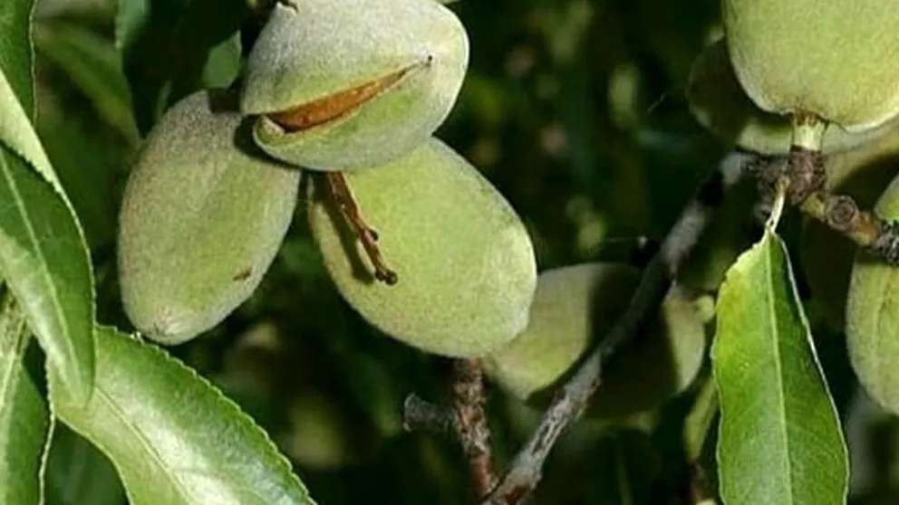 نهالستان و انگورستان رویان تاک