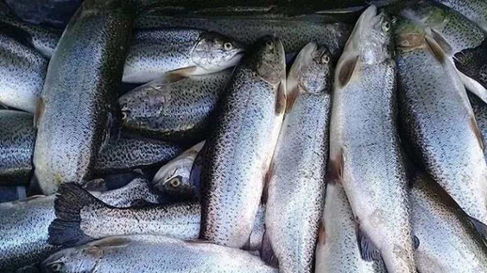 ماهی سرای آرال