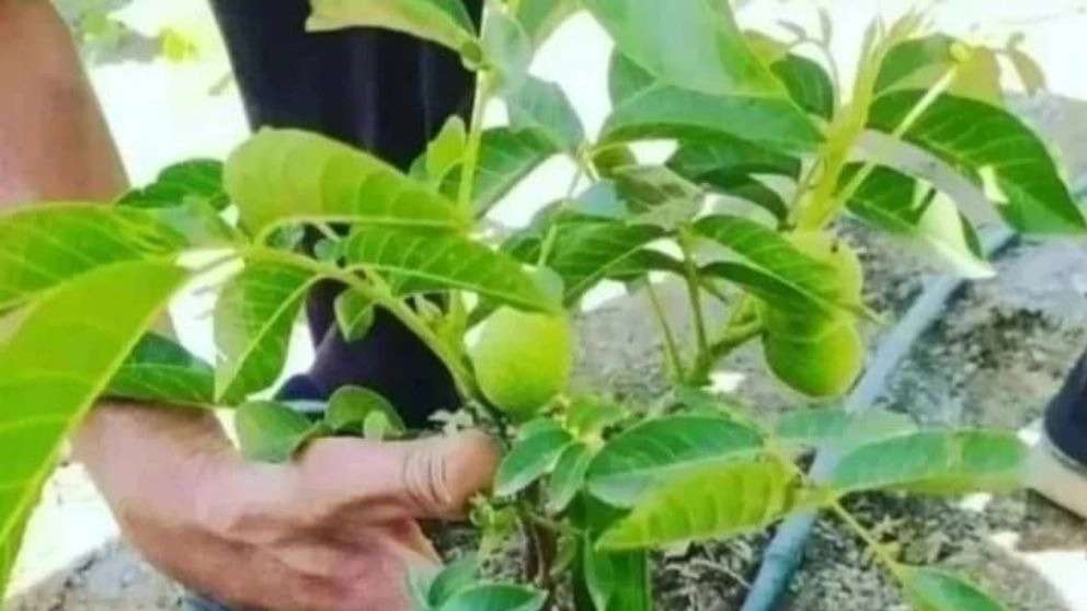 نهالستان شهر نهال