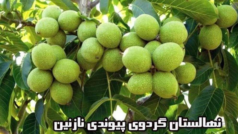 نهالستان گردوی پیوندی نازنین