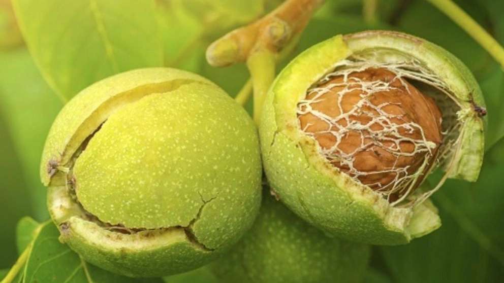 نهالستان گردوی پیوندی نازنین