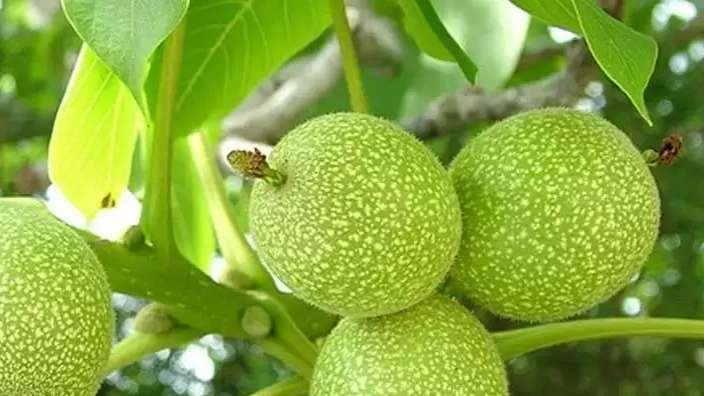 نهالستان گردوی پیوندی نازنین