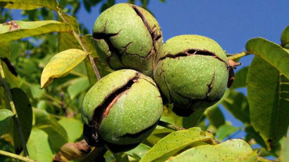 نهالستان گردوی پیوندی نازنین