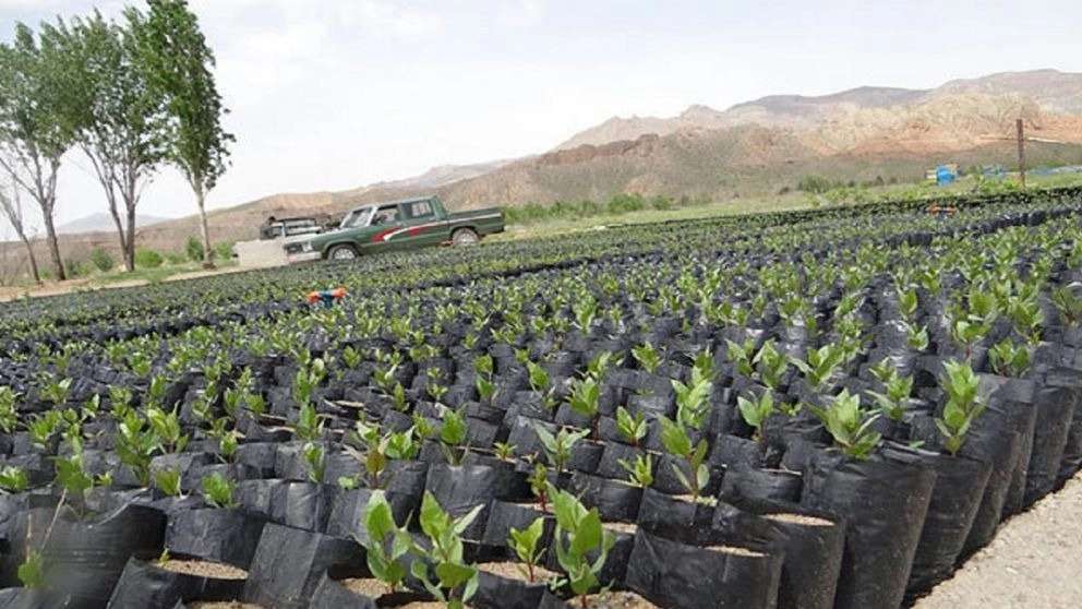 نهالستان موسی پیوندی