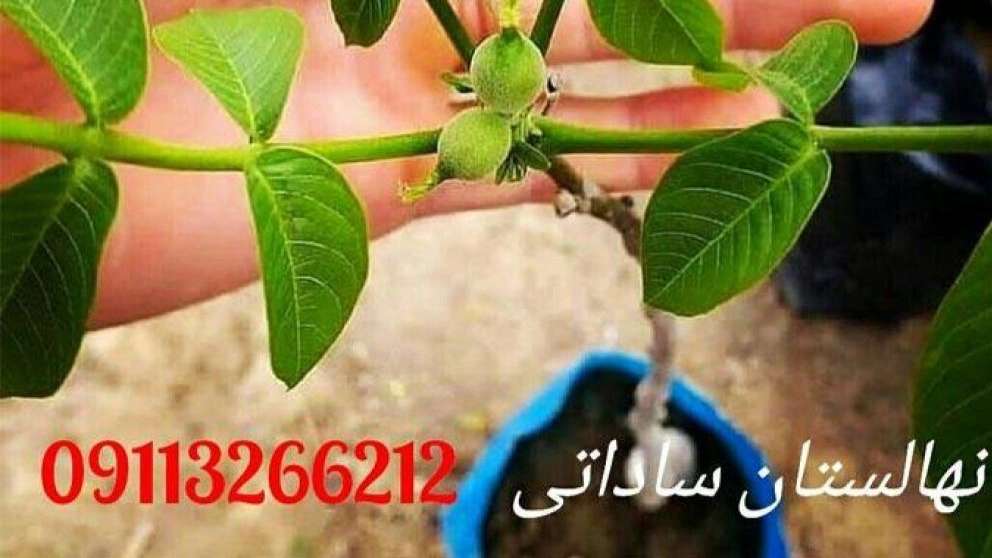نهال های مرغوب ساداتی