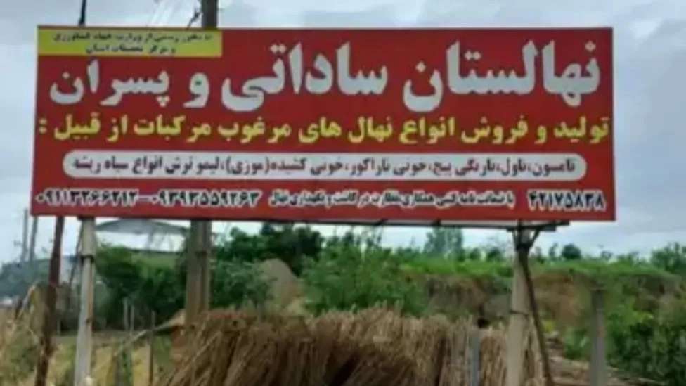 نهال های مرغوب ساداتی