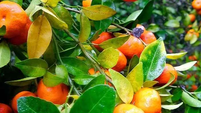 نهال های مرغوب ساداتی