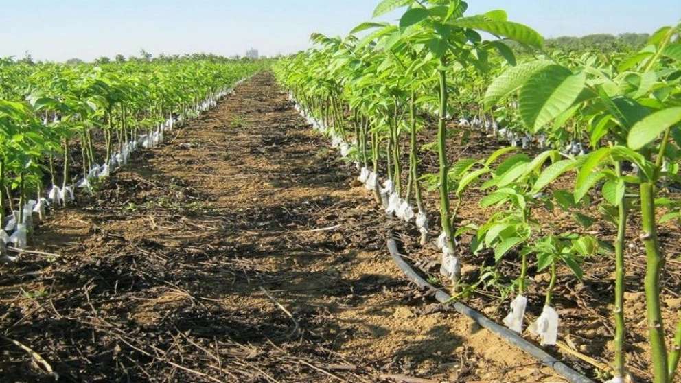 نهالستان سیاه ریشه جهانیان