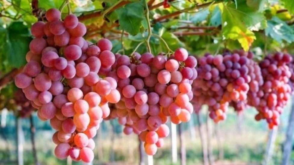 نهالستان سیاه ریشه جهانیان
