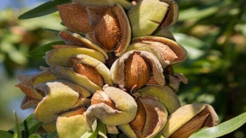 نهالستان سیاه ریشه جهانیان