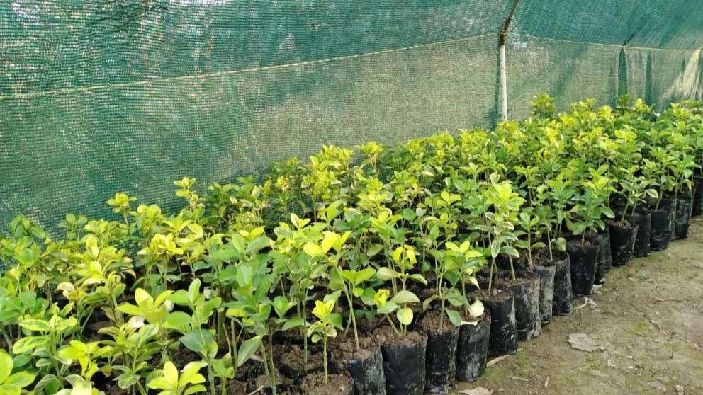 پرورش گل وگیاه نهال گستر