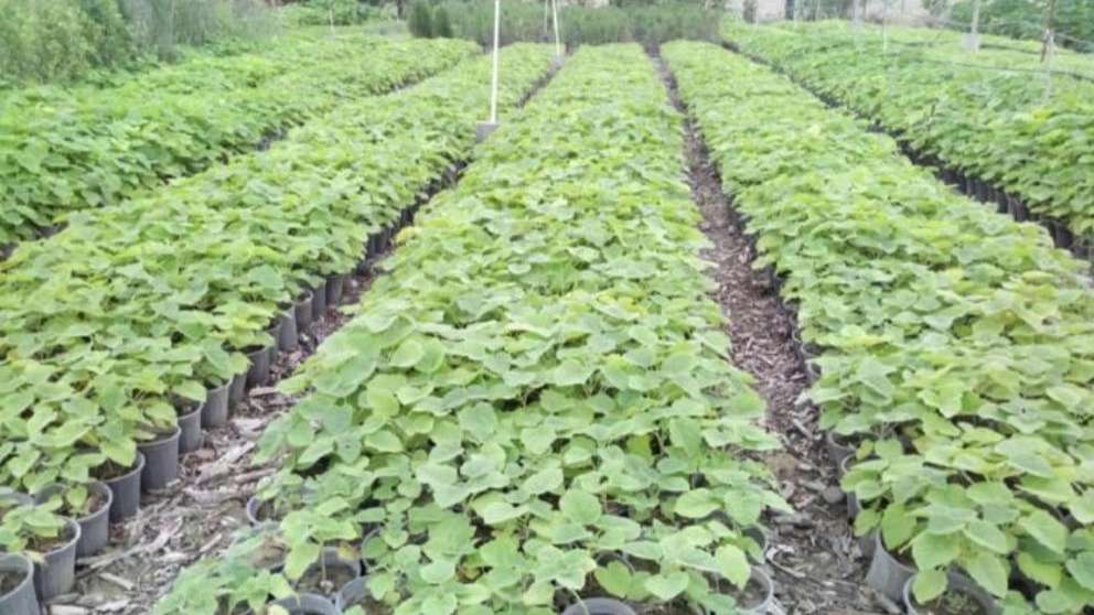 پرورش گل وگیاه نهال گستر