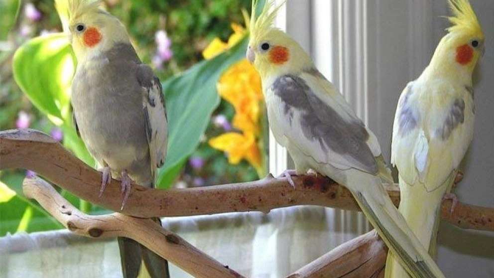 طوطی آرمین پاروت