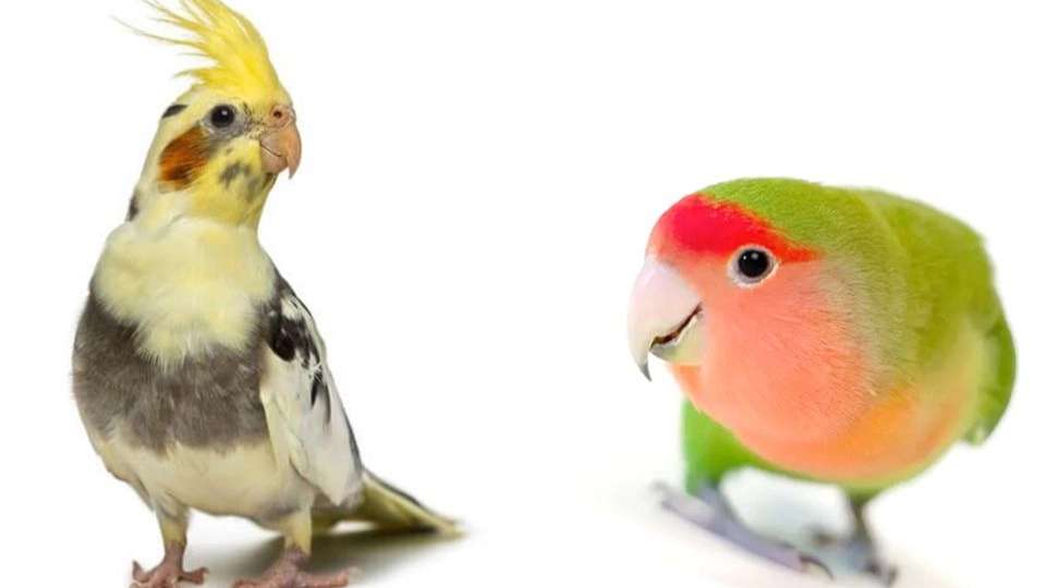 طوطی آرمین پاروت