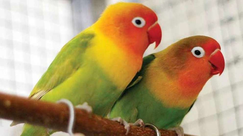 طوطی آرمین پاروت