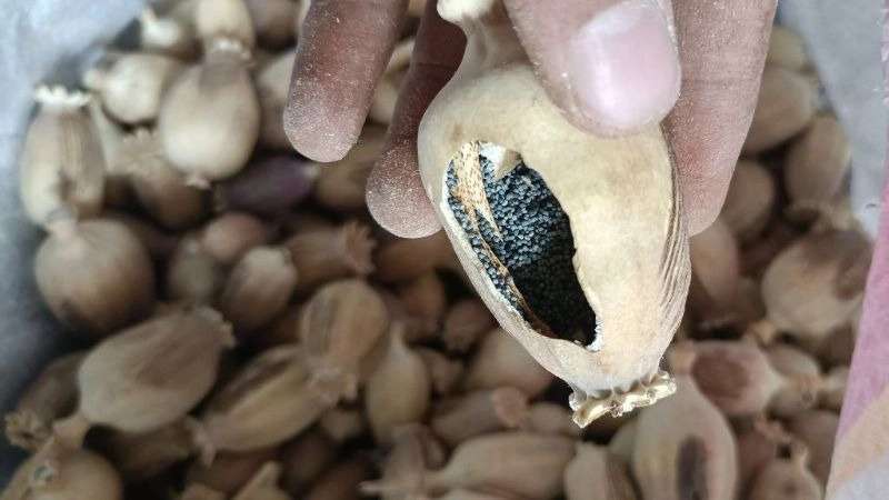 عطاری یوز طلایی