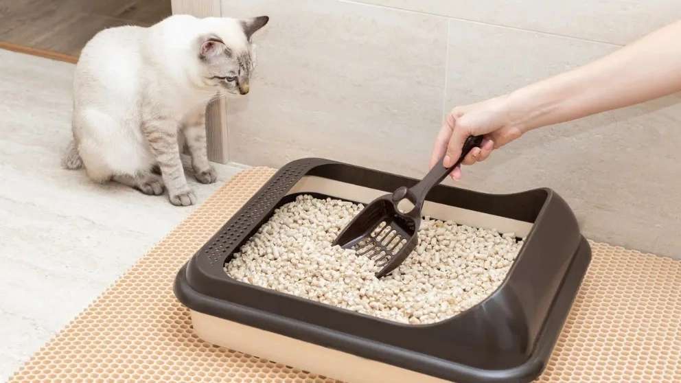 خاک گربه مسترکت
