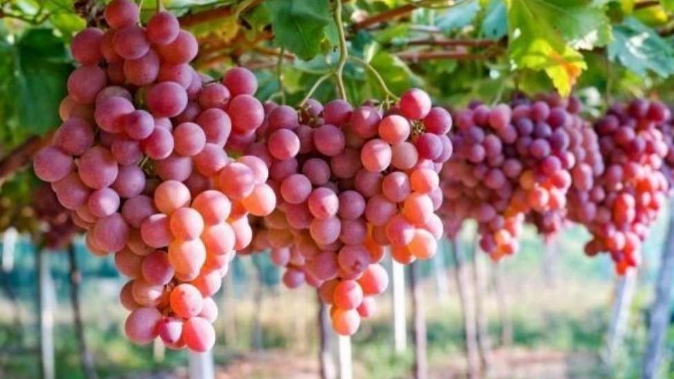 نهالستان مهندس حسینی