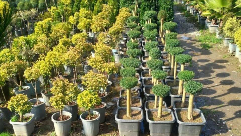 انواع گل های فضای سبز